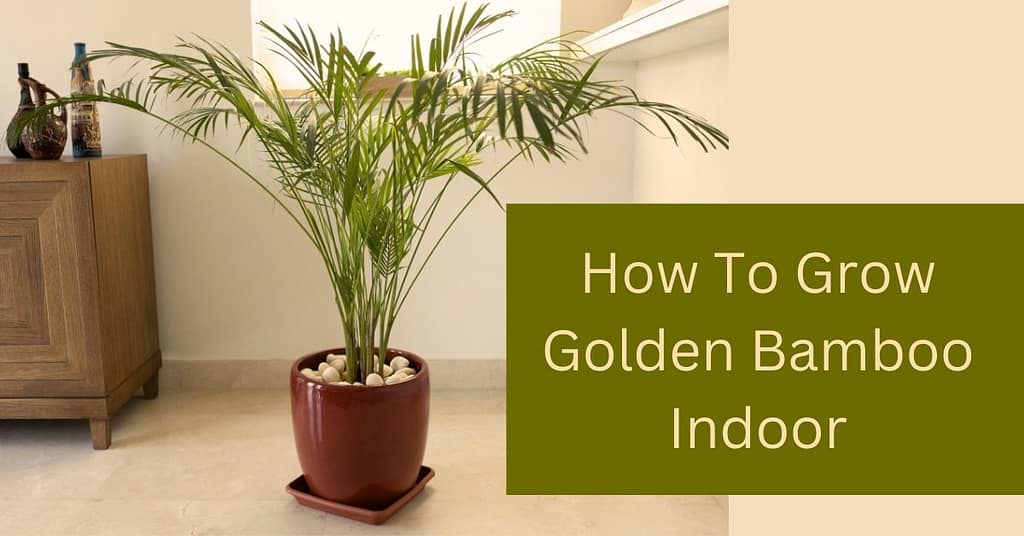 How to Grow and Care for Golden Bamboo